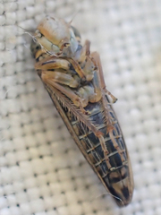 Graphocephala confluens