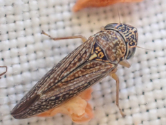 Graphocephala confluens