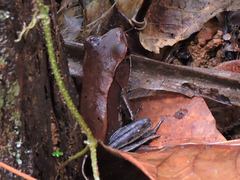 Clinotarsus curtipes