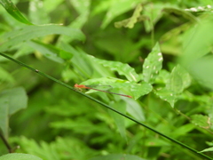 Leptobasis vacillans