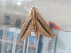 Theretra silhetensis