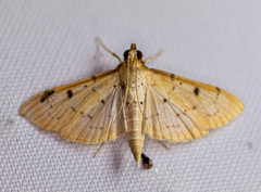 Herpetogramma basalis