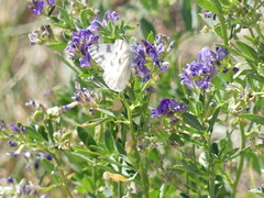 Pontia occidentalis