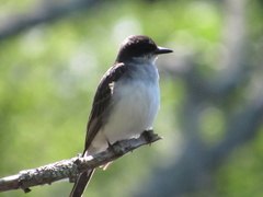 Tyrannus tyrannus