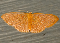 Pleuroprucha insulsaria