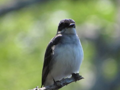 Tyrannus tyrannus
