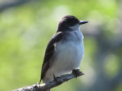 Tyrannus tyrannus