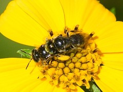 Protandrena porterae