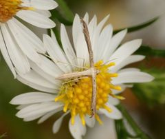 Lioptilodes albistriolatus