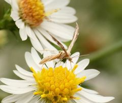 Lioptilodes albistriolatus