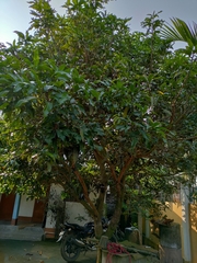 Magnoliopsida