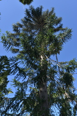 Araucaria bidwillii