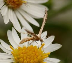 Lioptilodes albistriolatus