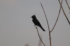Knipolegus lophotes