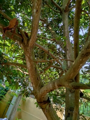 Magnoliopsida