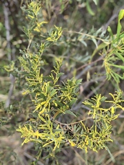 Acacia leptostachya