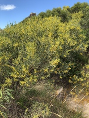 Acacia leptostachya