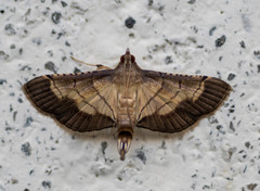Cnaphalocrocis trebiusalis