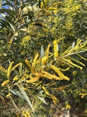 Acacia leptostachya