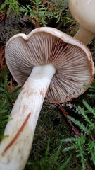 Cortinarius citrinifolius