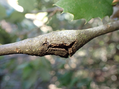 Dryocosmus asymmetricus
