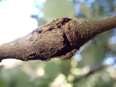 Dryocosmus asymmetricus