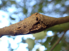 Dryocosmus asymmetricus