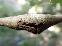 Dryocosmus asymmetricus