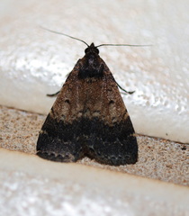 Hydrillodes dimissalis