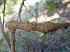 Dryocosmus asymmetricus