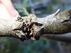 Dryocosmus asymmetricus