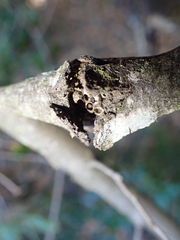 Dryocosmus asymmetricus