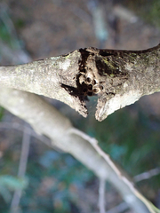 Dryocosmus asymmetricus