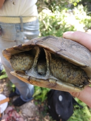 Actinemys marmorata pallida