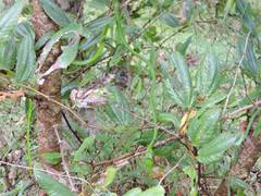 Ahaetulla farnsworthi