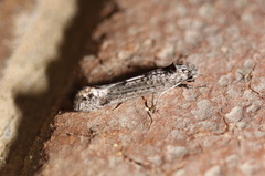 Micrerethista nigrapex