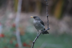 Turdus amaurochalinus