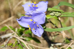 Tradescantia ohiensis