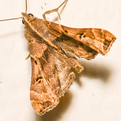 Palthis asopialis