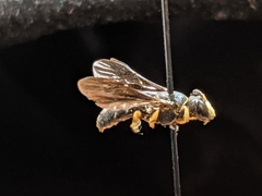 Protandrena aethiops