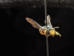 Protandrena aethiops