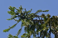 Araucaria bidwillii