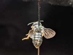 Protandrena aethiops