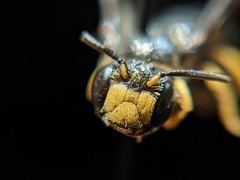 Protandrena aethiops