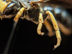 Protandrena aethiops