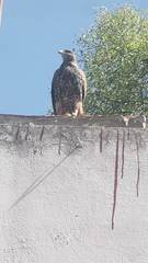 Parabuteo unicinctus