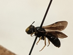 Protandrena aethiops