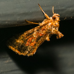 Chrysodeixis includens