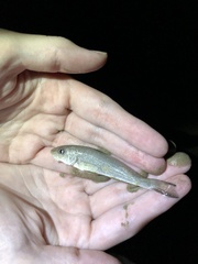 Menticirrhus