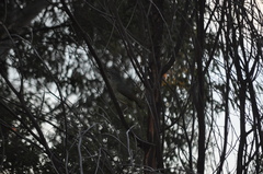 Ptilonorhynchus violaceus violaceus